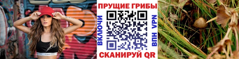 Псилоцибиновые грибы мицелий Болохово